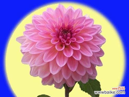 探寻中秋时节的花海奇观 中秋佳节花香飘溢