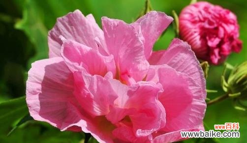 探寻中秋时节的花海奇观 中秋佳节花香飘溢