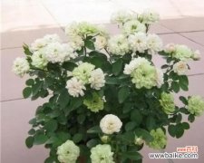 探索植物中的忠诚与奉献精神 以代表忠诚的植物