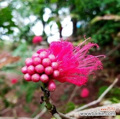 探索自由之花的世界 自由之花