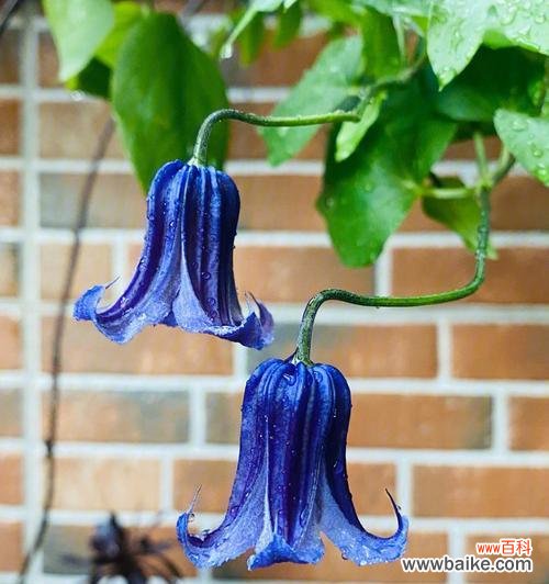 探索自由之花的世界 自由之花