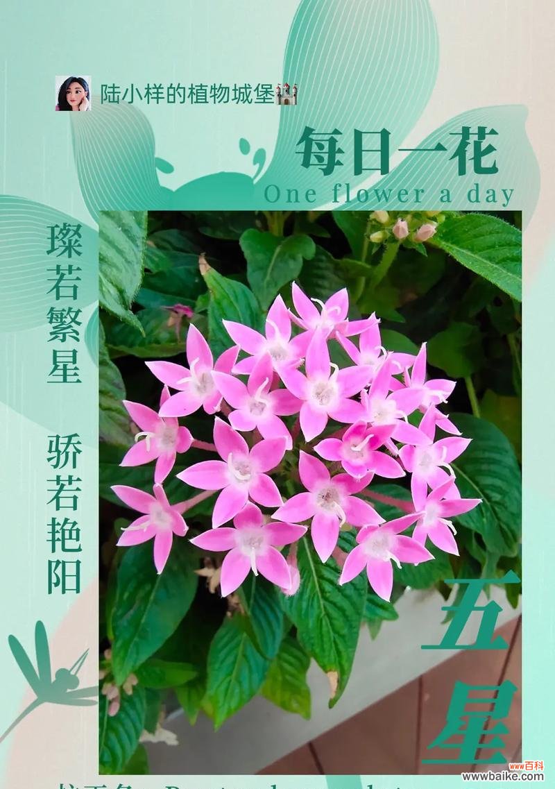 探索自由之花的世界 自由之花