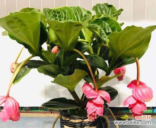 探讨灯笼花在风水学中的重要地位 灯笼花的风水寓意与作用