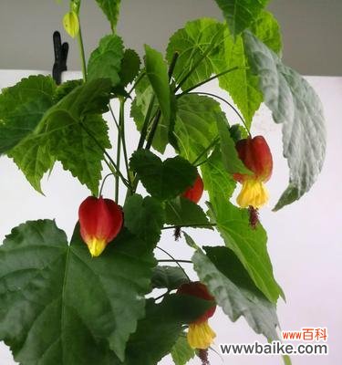 探讨灯笼花在风水学中的重要地位 灯笼花的风水寓意与作用