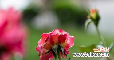 双色月季花寓意何在?象征着什么?