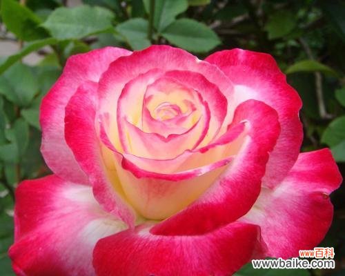 双色月季花寓意何在?象征着什么?