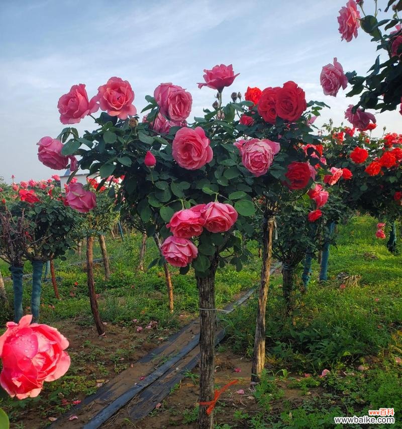 双色月季花寓意何在?象征着什么?