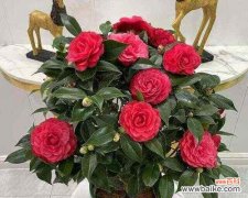 送人吉祥花有哪些美好寓意？