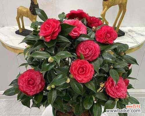 送人吉祥花有哪些美好寓意?