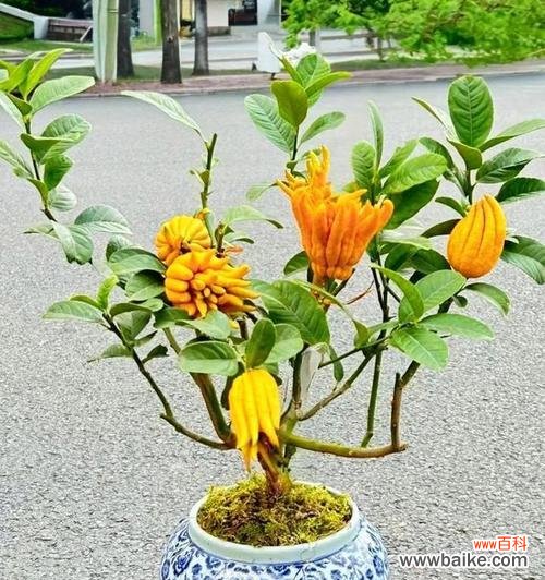 送人吉祥花有哪些美好寓意?