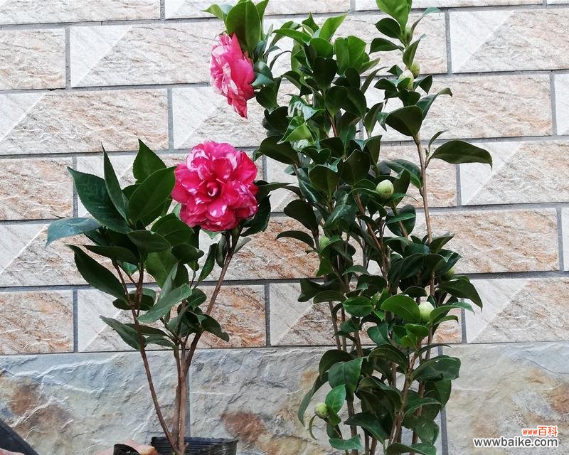 送人吉祥花有哪些美好寓意?