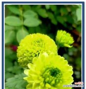 什么花代表有意义的爱情？爱情花有哪些特别含义？