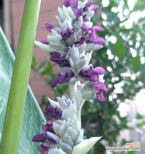 哪些花含有快乐的意义？它们的寓意是什么？