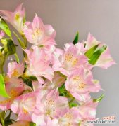 哪些花含有快乐的意义？它们的寓意是什么？