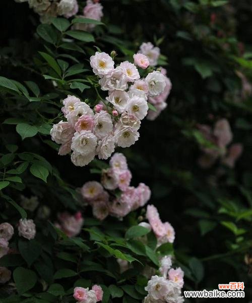 黑色桔梗花的花语和寓意是什么？