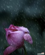 哪种花象征危险的爱情？危险爱情的花有哪些？