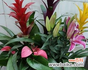 哪种花象征平安一切顺利?它的寓意是什么?