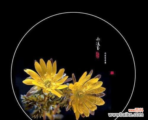 血色冰凌花象征着什么?它的含义是什么?