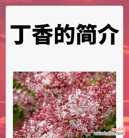 暖色系的花语是什么?它们各自有何寓意?