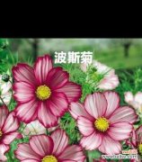 暖色系的花语是什么？它们各自有何寓意？