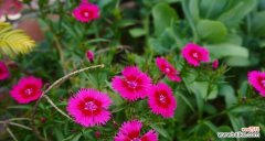 端午节送竹子花的寓意是什么？竹子花在节日中的特殊含义？