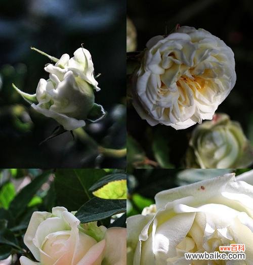 白色月季花传递了哪些信息？