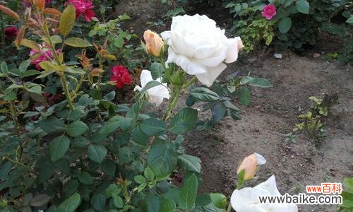 白色月季花传递了哪些信息？