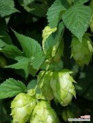 探寻绿色玫瑰的花语之美 绿色玫瑰的花语与寓意——希望和新生