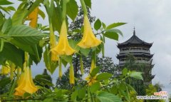 探索曼陀罗花的神秘与力量 绿色曼陀罗花语