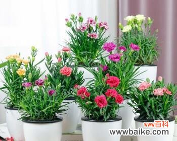 探索康乃馨花语 绿色康乃馨花语的美丽寓意