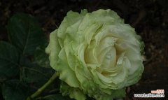 探索绿玫瑰的神秘魅力 绿玫瑰的花语与寓意