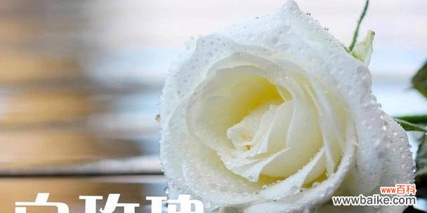 绿玫瑰的意义与象征 绿玫瑰的花语