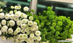 解读绿色雏菊的意义与象征 绿色雏菊的花语与寓意