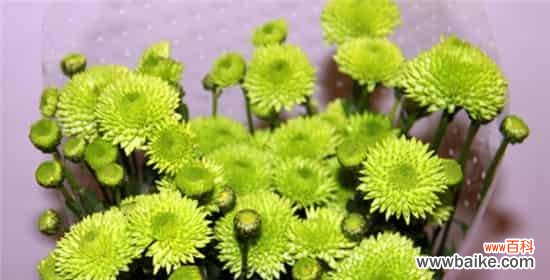 解读绿色雏菊的意义与象征 绿色雏菊的花语与寓意