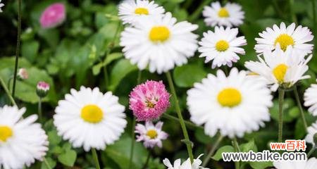 解读绿色雏菊的意义与象征 绿色雏菊的花语与寓意