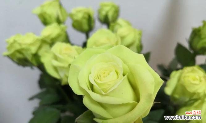 揭开绿玫瑰花语的神秘面纱 绿玫瑰之真正花语