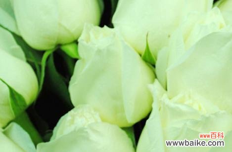 探寻绿玫瑰花语的深层内涵 绿玫瑰花语的意义与象征