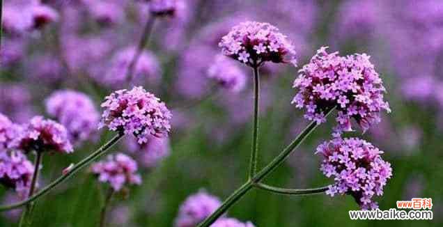 探寻柳叶马鞭草的花语 柳叶马鞭草花语