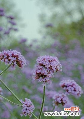 探寻柳叶马鞭草的花语 柳叶马鞭草花语