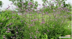 探寻柳叶马鞭草的花语 柳叶马鞭草花语