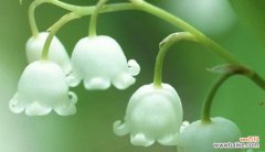 探索绿菟葵花语的内涵与意义 绿菟葵的花语