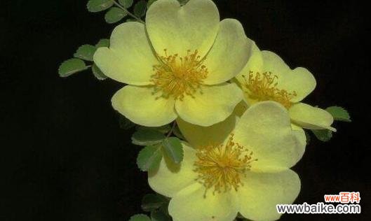 探索绿菟葵花语的内涵与意义 绿菟葵的花语