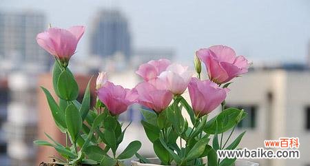 揭示绿色洋桔梗花的神秘密码 绿色洋桔梗花语的含义