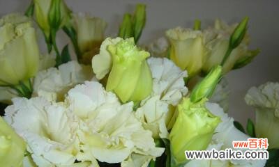 揭示绿色洋桔梗花的神秘密码 绿色洋桔梗花语的含义