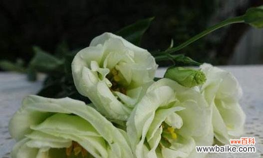 揭示绿色洋桔梗花的神秘密码 绿色洋桔梗花语的含义