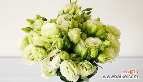 揭秘绿色洋桔梗的花语与象征意义 绿色洋桔梗的花语与意义