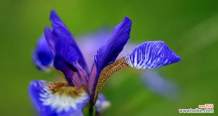 揭开以马兰花花语的面纱 以马兰花花语之美——探索花朵的神秘语言