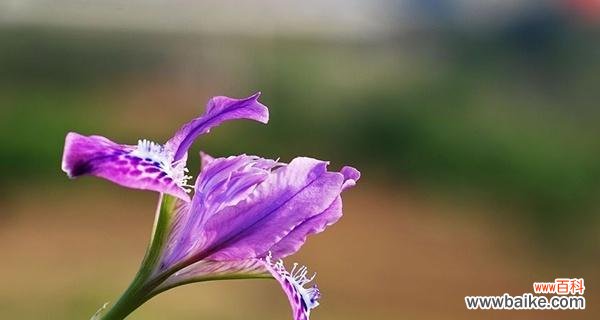 揭开以马兰花花语的面纱 以马兰花花语之美——探索花朵的神秘语言