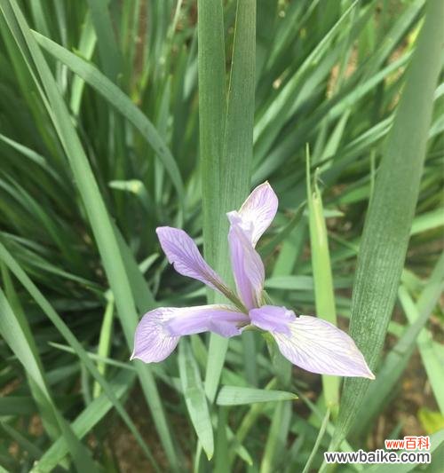 探索马兰花的美与生命哲理 以马兰花代表的深刻含义