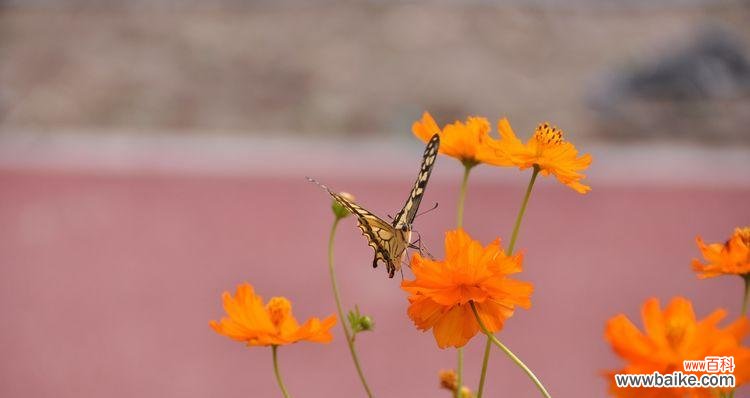 探寻蝶恋花的情感纠葛和美丽意义 蝶恋花花语及其深刻含义